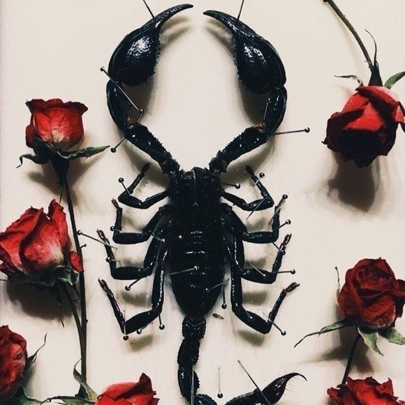 Meet your Posher, Mandy - Picture 8 of 11